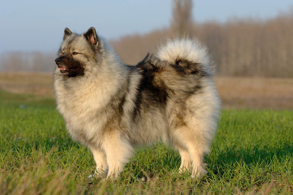 Spitz allemand- loup